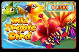 Wild Tropic Bird cover image