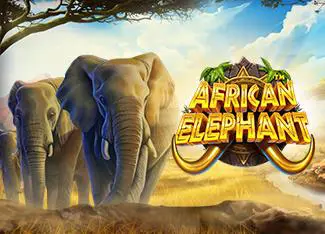 African Elephant cover image
